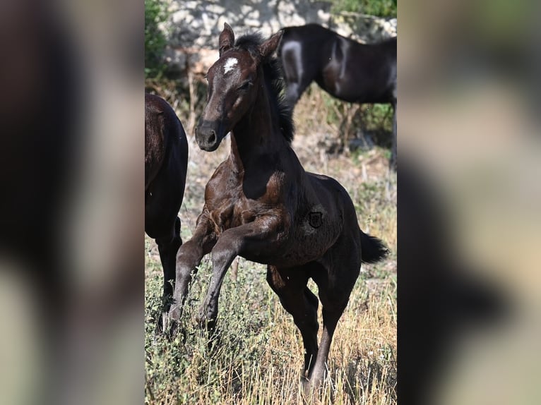 Menorquiner Stute  165 cm Rappe in Menorca