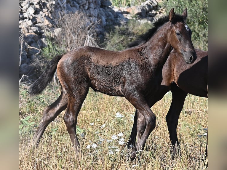 Menorquiner Stute  165 cm Rappe in Menorca