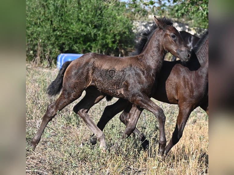 Menorquiner Stute  165 cm Rappe in Menorca