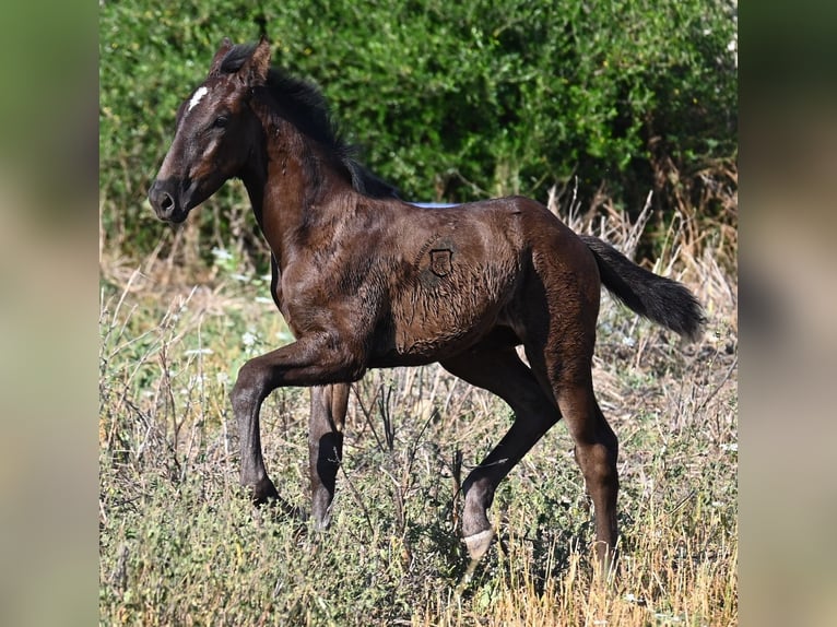 Menorquiner Stute  165 cm Rappe in Menorca