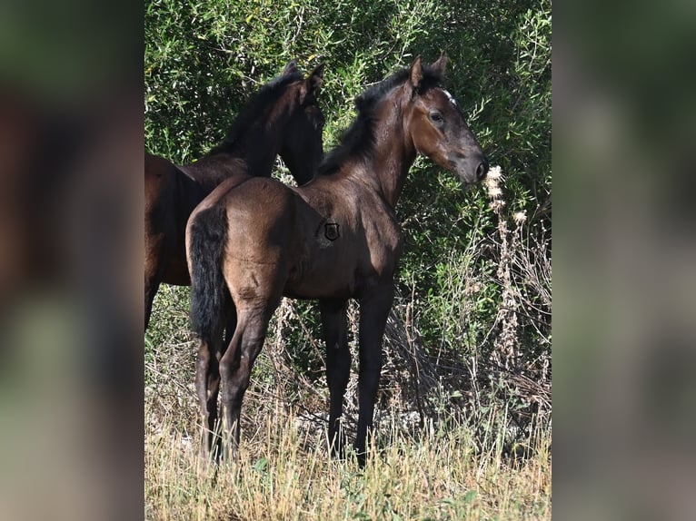 Menorquiner Stute  165 cm Rappe in Menorca