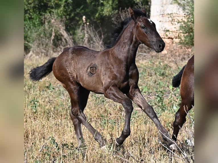 Menorquiner Stute  165 cm Rappe in Menorca