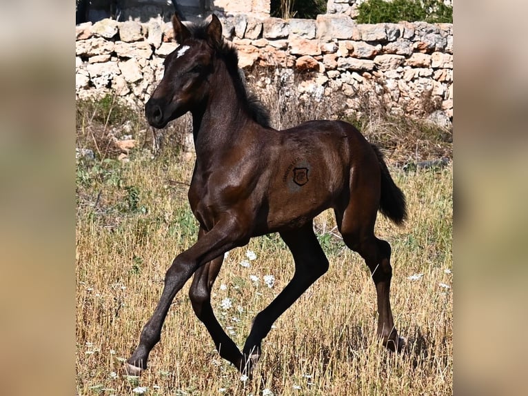 Menorquiner Stute  165 cm Rappe in Menorca