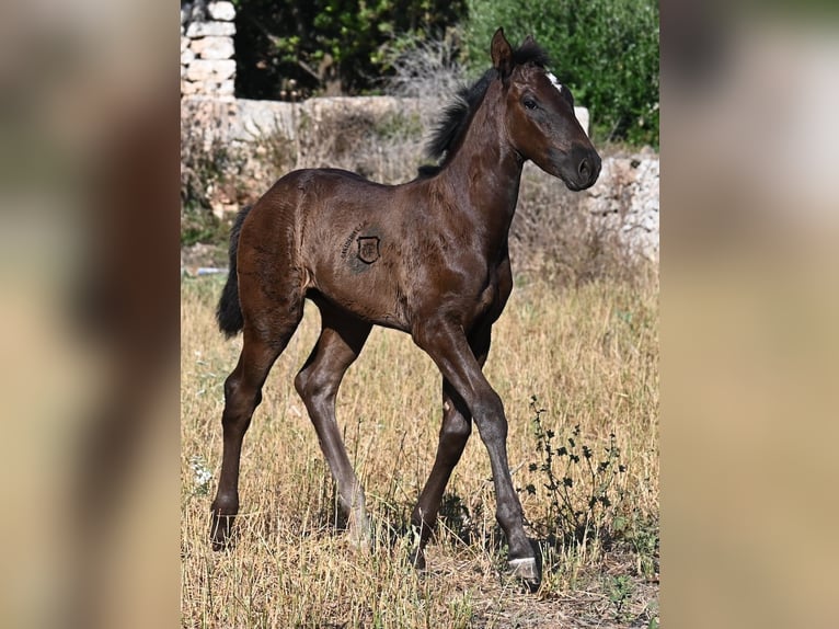 Menorquiner Stute  165 cm Rappe in Menorca