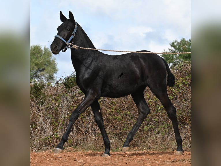 Menorquiner Stute Fohlen (03/2025) 165 cm Rappe in Menorca