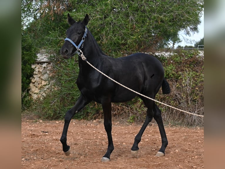 Menorquiner Stute Fohlen (03/2025) 165 cm Rappe in Menorca