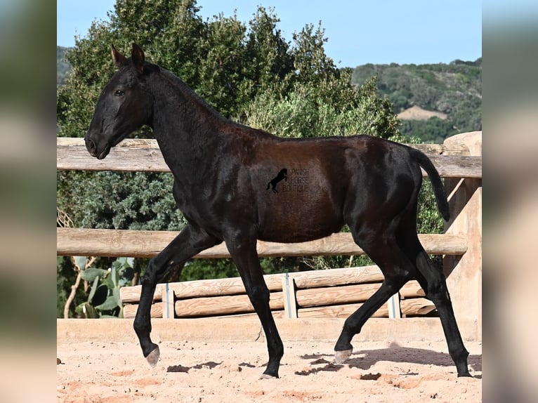 Menorquiner Stute Fohlen (02/2025) 168 cm Rappe in Menorca
