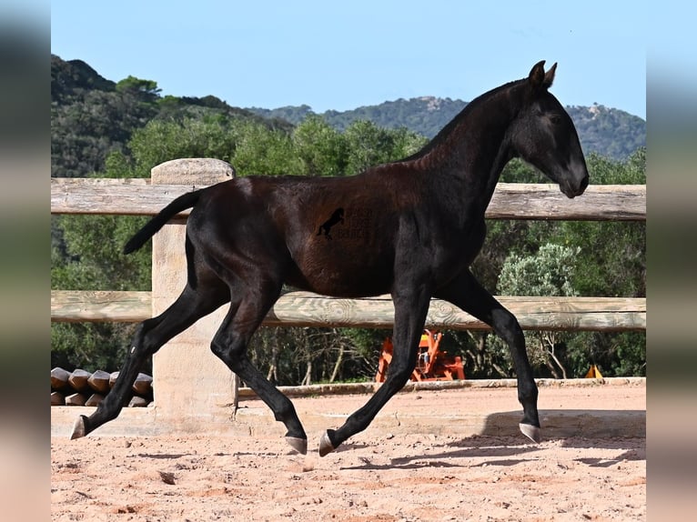 Menorquiner Stute Fohlen (02/2025) 168 cm Rappe in Menorca