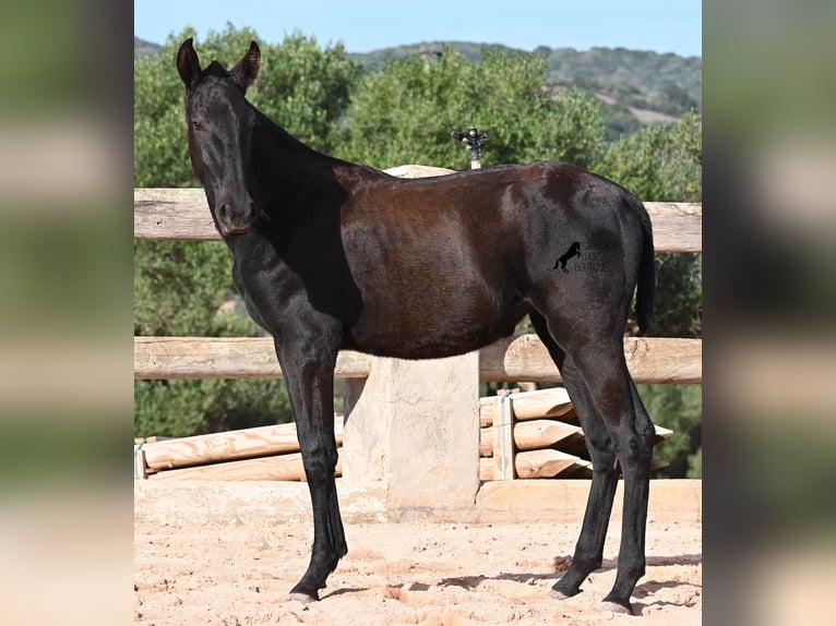 Menorquiner Stute Fohlen (02/2025) 168 cm Rappe in Menorca