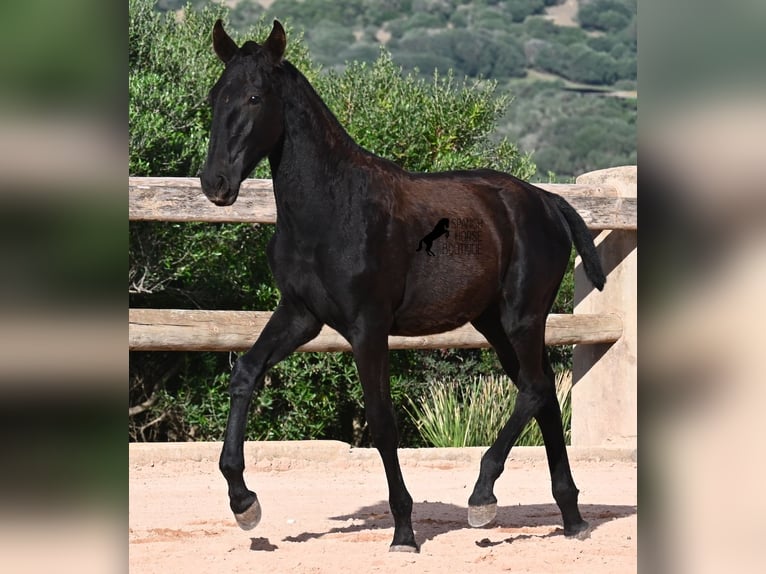 Menorquiner Stute Fohlen (02/2025) 168 cm Rappe in Menorca