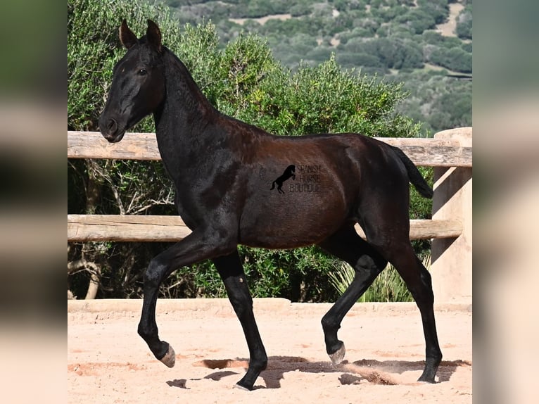 Menorquiner Stute Fohlen (02/2025) 168 cm Rappe in Menorca