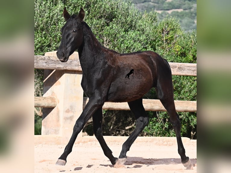Menorquiner Stute Fohlen (02/2025) 168 cm Rappe in Menorca