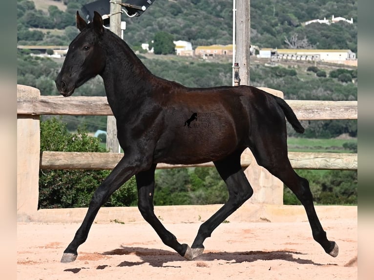 Menorquiner Stute Fohlen (02/2025) 168 cm Rappe in Menorca