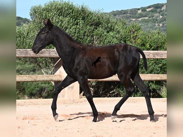 Menorquiner Stute Fohlen (02/2025) 168 cm Rappe in Menorca