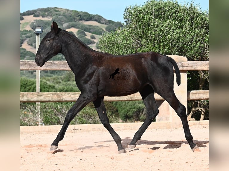 Menorquiner Stute Fohlen (02/2025) 168 cm Rappe in Menorca