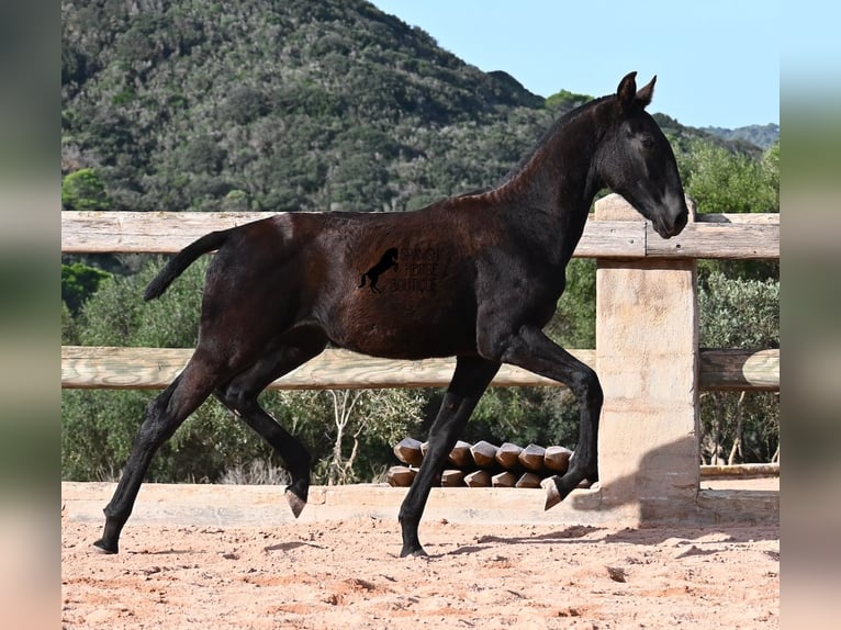 Menorquiner Stute Fohlen (02/2025) 168 cm Rappe in Menorca