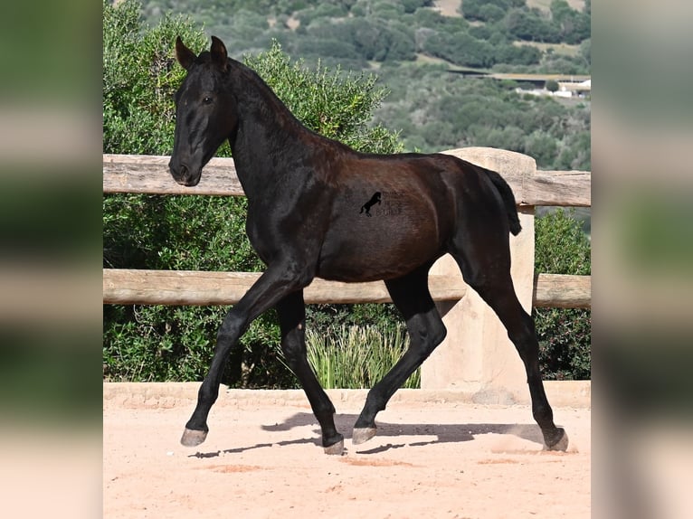 Menorquiner Stute Fohlen (02/2025) 168 cm Rappe in Menorca