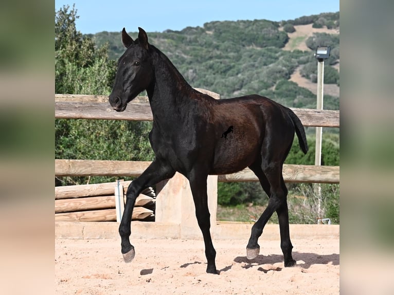 Menorquiner Stute Fohlen (02/2025) 168 cm Rappe in Menorca