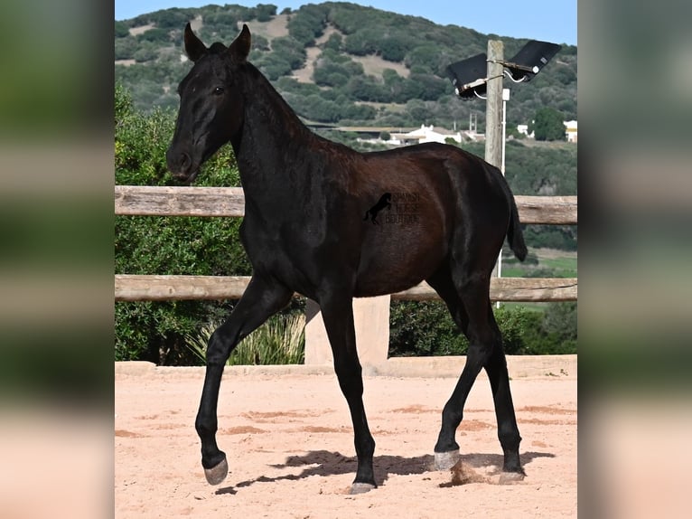 Menorquiner Stute Fohlen (02/2025) 168 cm Rappe in Menorca