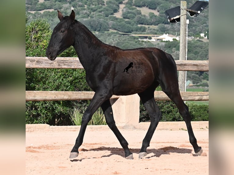 Menorquiner Stute Fohlen (02/2025) 168 cm Rappe in Menorca