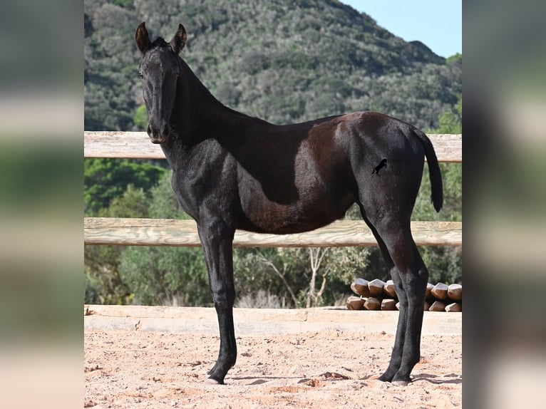 Menorquiner Stute Fohlen (02/2025) 168 cm Rappe in Menorca