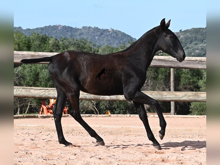 Menorquiner Stute Fohlen (02/2025) 168 cm Rappe in Menorca
