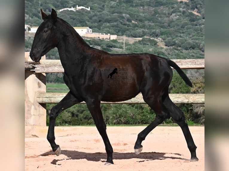 Menorquiner Stute Fohlen (02/2025) 168 cm Rappe in Menorca