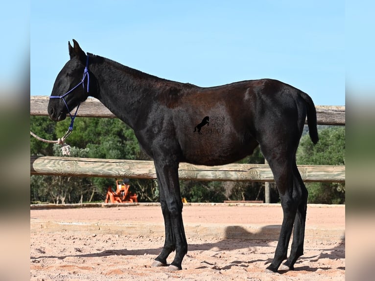 Menorquiner Stute Fohlen (02/2025) 168 cm Rappe in Menorca