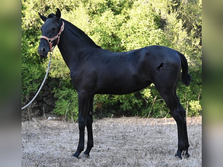 Menorquiner Stute Fohlen (02/2026) 170 cm Rappe in Menorca