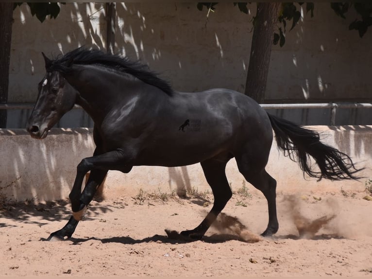 Menorquiner Valack 4 år 158 cm Svart in Menorca