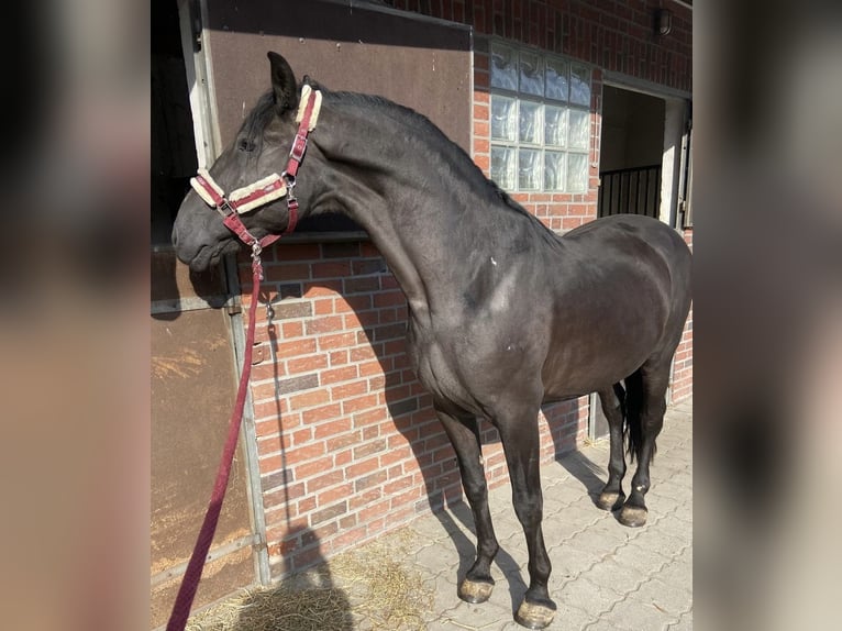 Menorquiner Wallach 13 Jahre 162 cm Rappe in Deinste