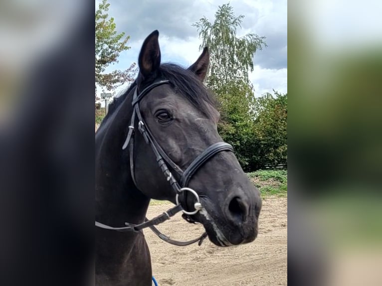 Menorquiner Wallach 14 Jahre 155 cm Rappe in Karlshuld