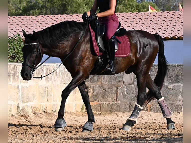 Menorquiner Wallach 14 Jahre 159 cm Rappe in Menorca