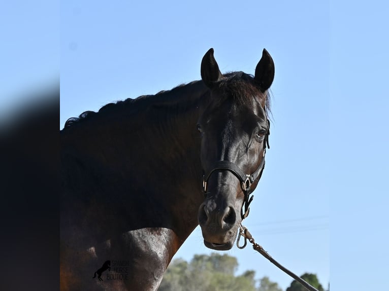 Menorquiner Wallach 14 Jahre 159 cm Rappe in Menorca