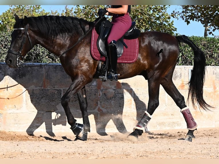 Menorquiner Wallach 14 Jahre 159 cm Rappe in Menorca