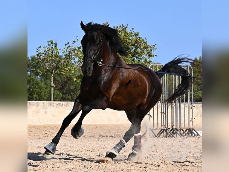 Menorquiner Wallach 14 Jahre 159 cm Rappe in Menorca