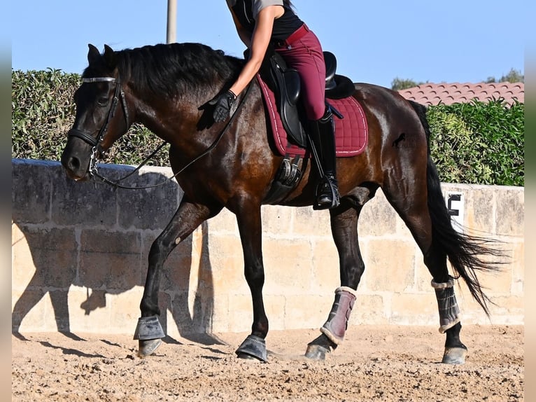 Menorquiner Wallach 14 Jahre 159 cm Rappe in Menorca