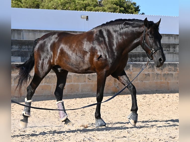 Menorquiner Wallach 14 Jahre 159 cm Rappe in Menorca