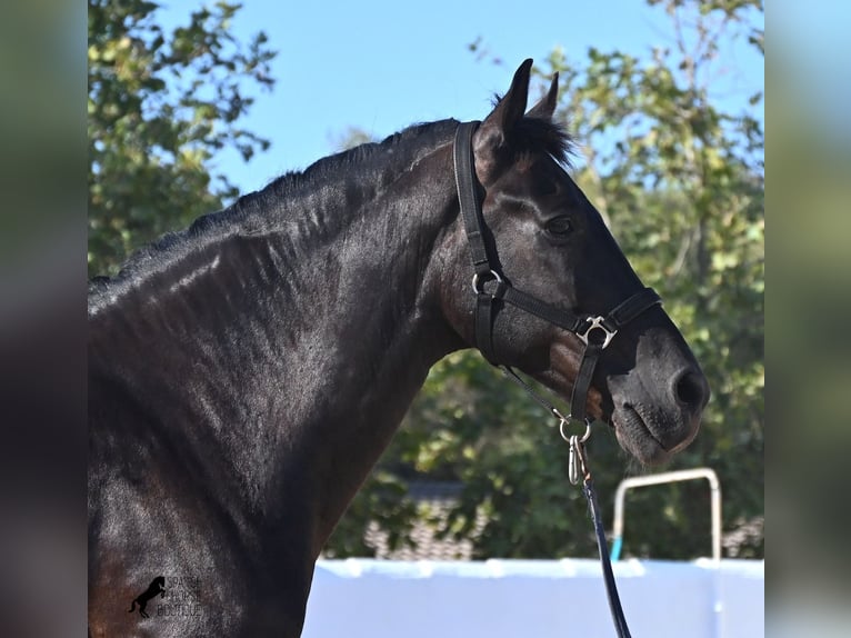 Menorquiner Wallach 14 Jahre 159 cm Rappe in Menorca