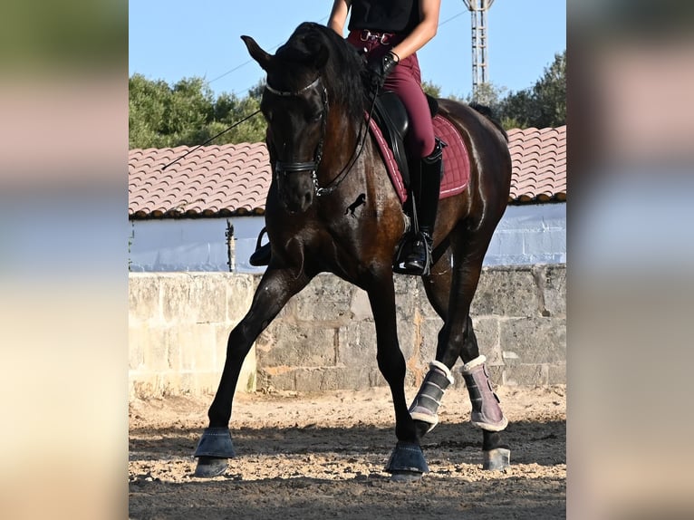 Menorquiner Wallach 14 Jahre 159 cm Rappe in Menorca