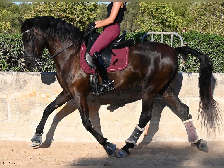 Menorquiner Wallach 14 Jahre 159 cm Rappe in Menorca