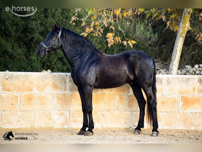 Menorquiner Wallach 14 Jahre 160 cm Rappe in Ciutadella De Menorca
