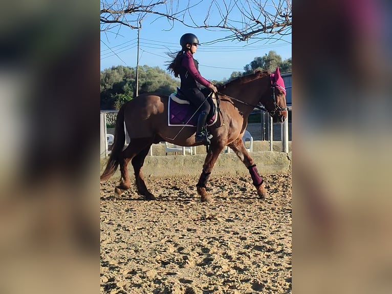 Menorquiner Wallach 17 Jahre 150 cm Fuchs in Alaior