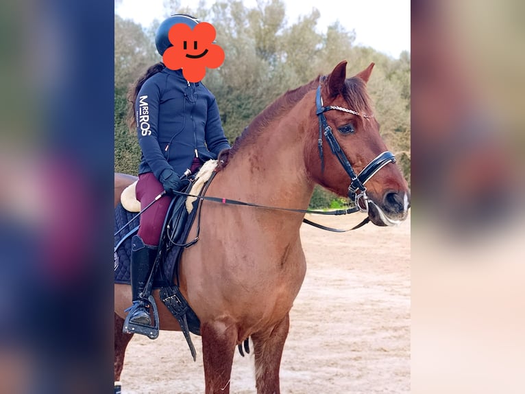 Menorquiner Wallach 17 Jahre 153 cm Fuchs in Alaior