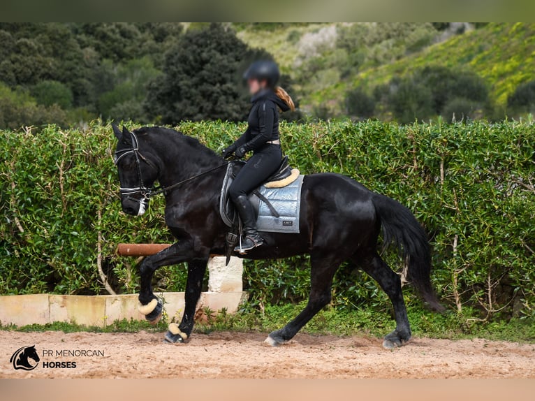 Menorquiner Wallach 17 Jahre 165 cm in Menorca