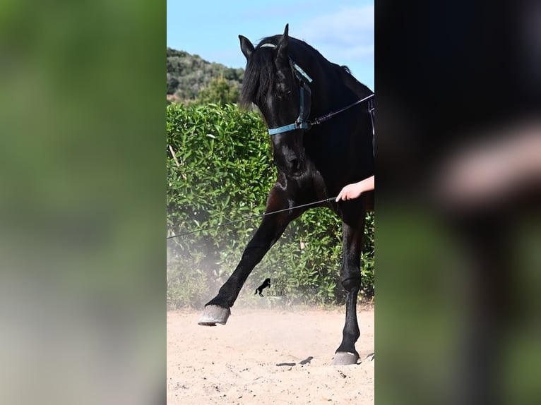 Menorquiner Wallach 17 Jahre 165 cm in Menorca