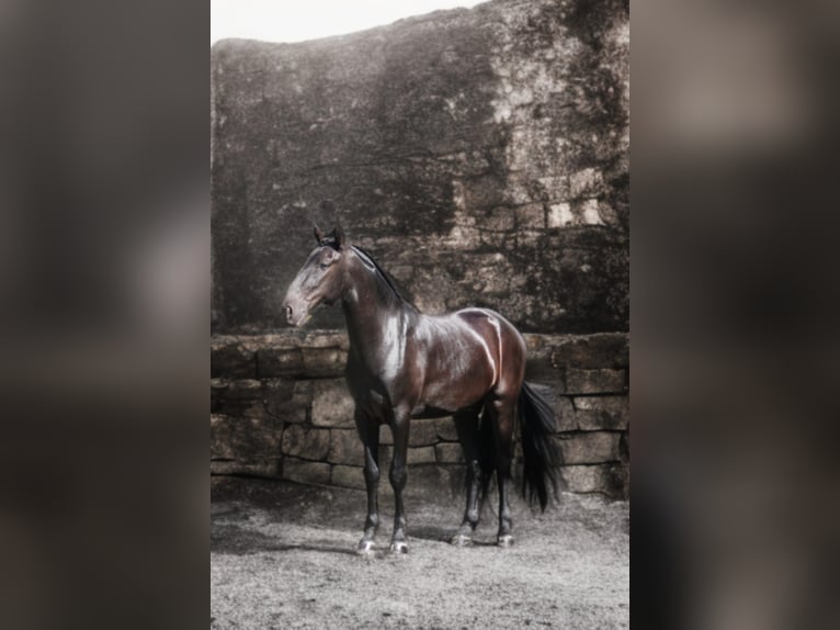 Menorquiner Wallach 5 Jahre 170 cm Rappe in Mari&#xEB;nheem