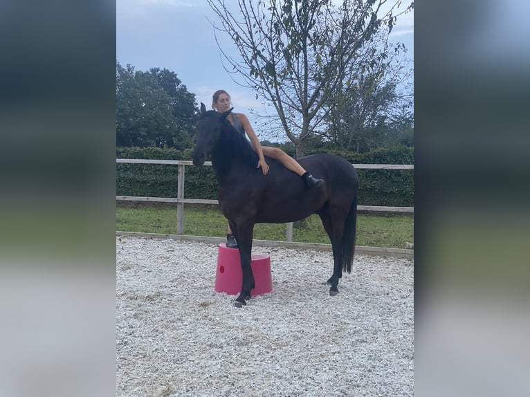 Menorquiner Wallach 6 Jahre 163 cm Rappe in Laren