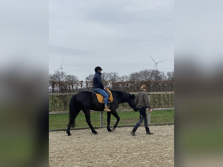 Menorquiner Wallach 6 Jahre 163 cm Rappe in Laren