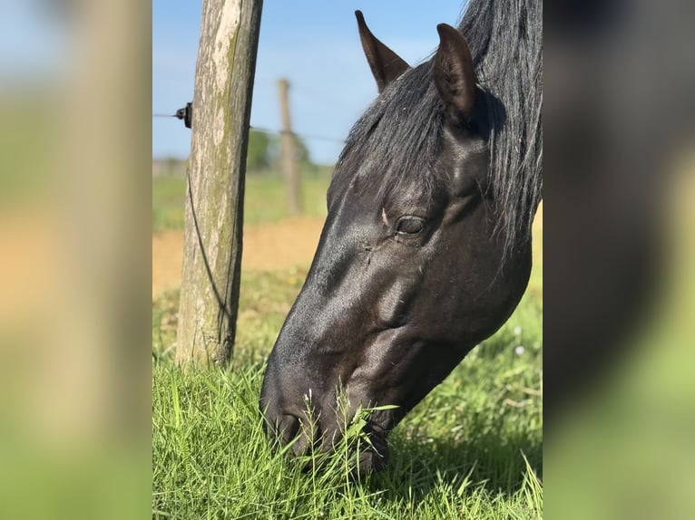 Menorquiner Wallach 6 Jahre 163 cm Rappe in Laren